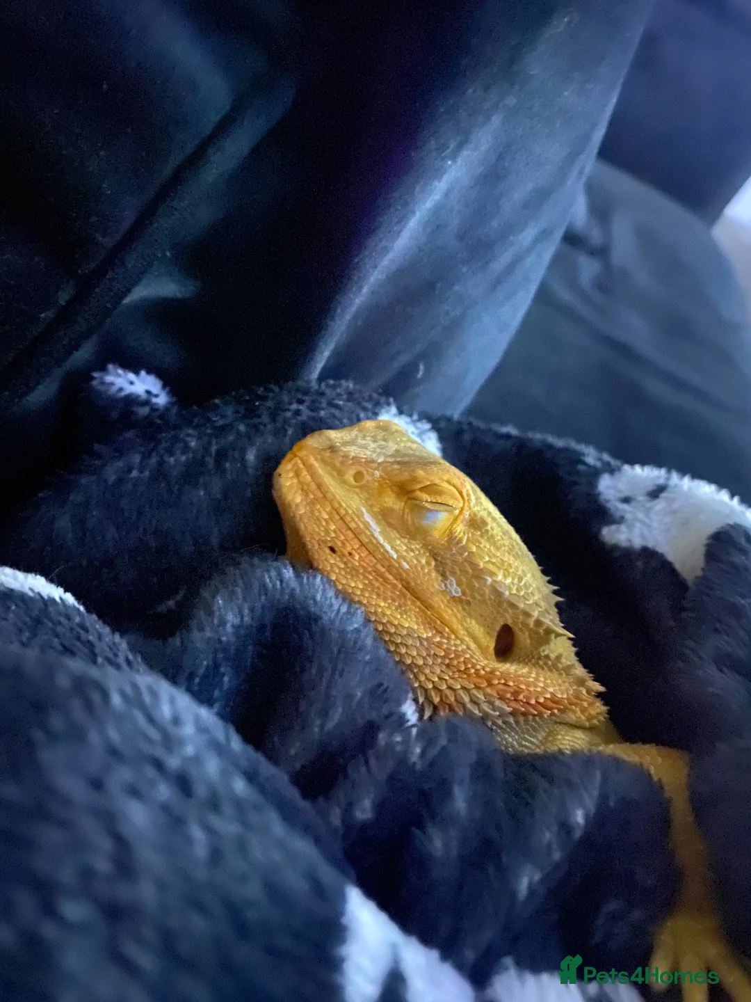 Bearded Dragon reptiles for sale: Bearded dragon  - Advert 6