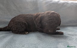 Miniature Poodle dogs for sale: Stunning Miniature poodles parti/merle - Image 6