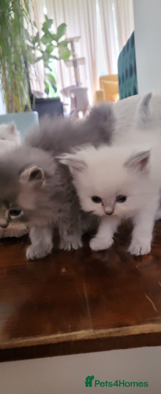 Ragdoll cats 4  wonderful ragdoll kitten looking for happy Homy - Advert 1