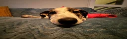 Lurcher dogs for sale: New home needed for Ruba - Advert 13
