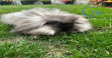 Lionhead rabbits - Advert 13