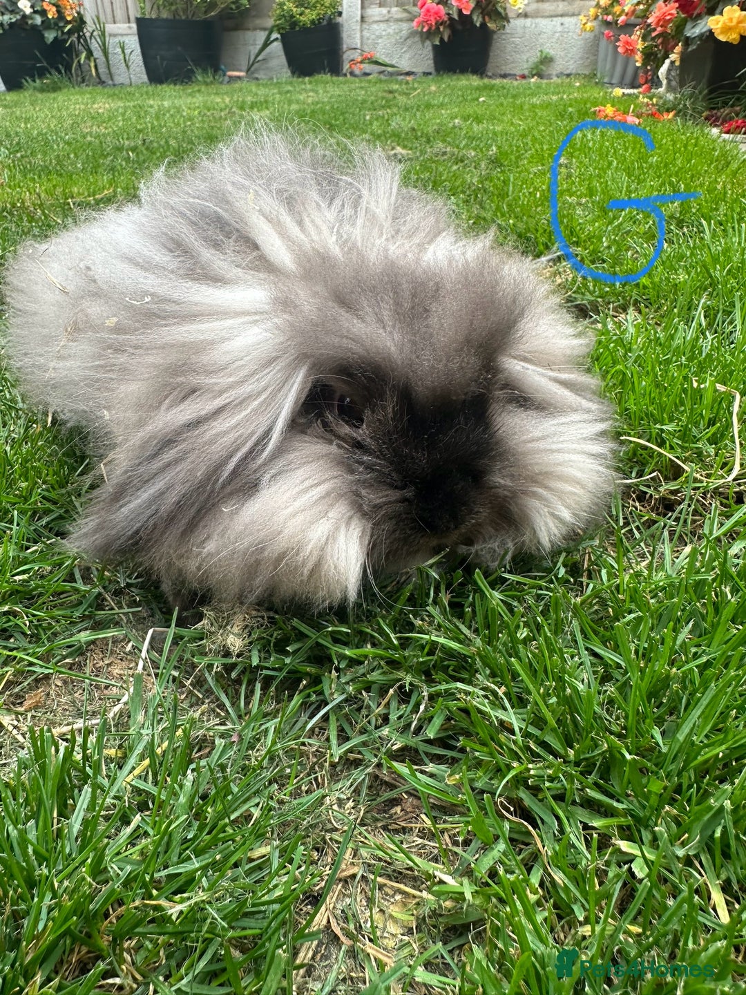 Lionhead rabbits for sale: Lionhead rabbits for sale  - Image 2