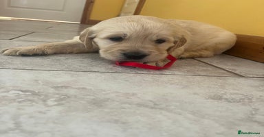 Golden Retriever dogs - Advert 8