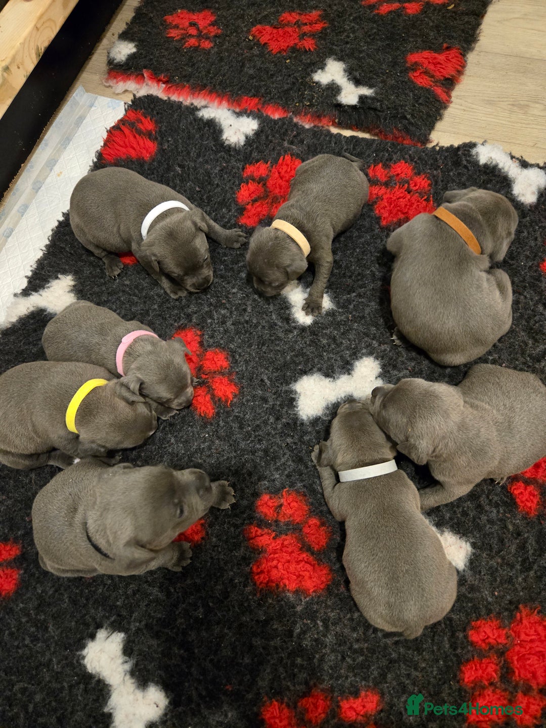Staffordshire Bull Terrier dogs for sale: Blue Staffy Puppies 🐶 - Advert 18