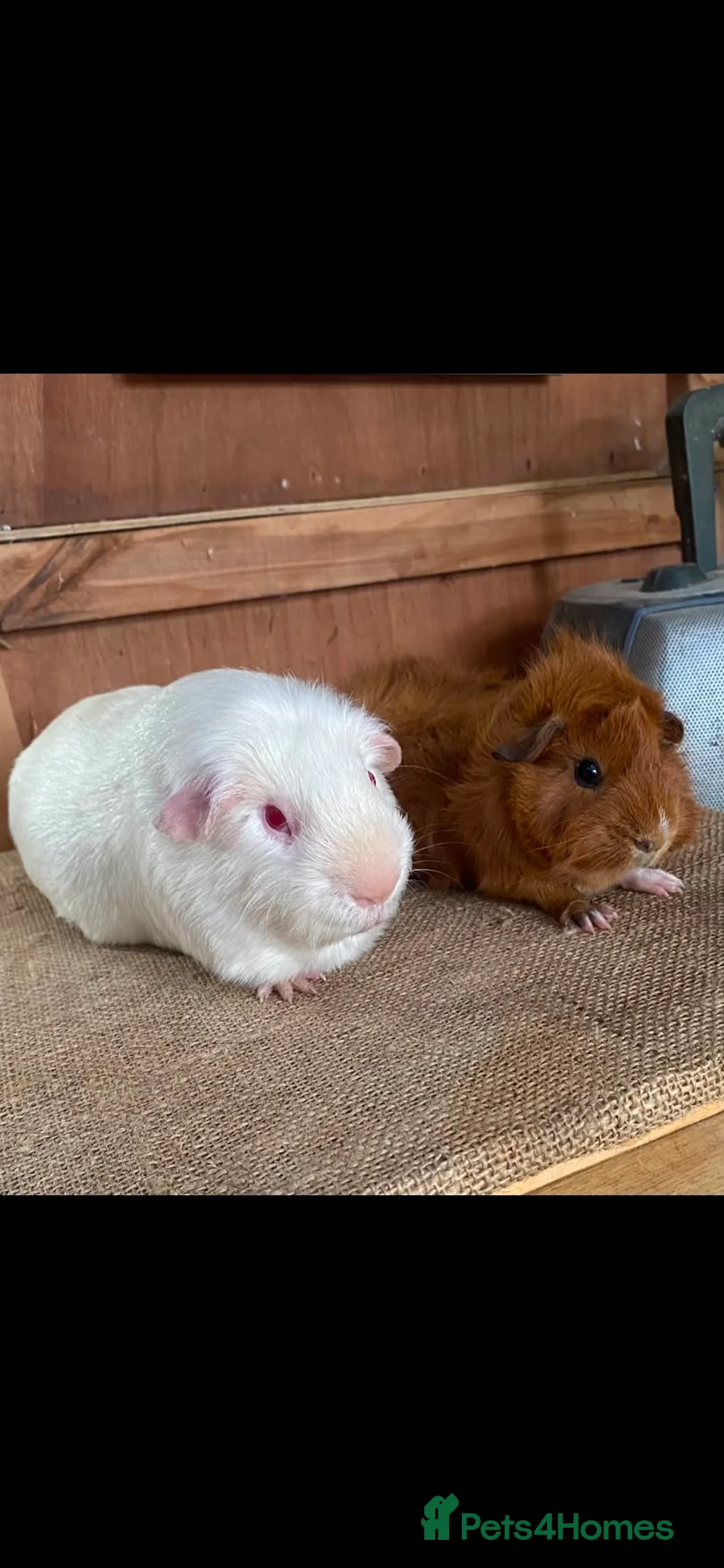 Guinea Pig rodents for sale: Guinea pigs for sale  - Advert 3