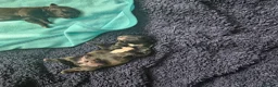 Shihpoo dogs for sale: Shiphoo puppies in Devon in Exmouth - Advert 4