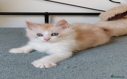 Maine Coon cats for sale: Beautiful Maine Coon kittens  - Image 3
