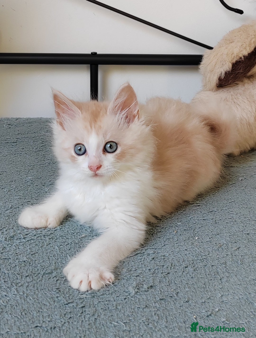 Maine Coon cats for sale: Beautiful Maine Coon kittens  - Image 3