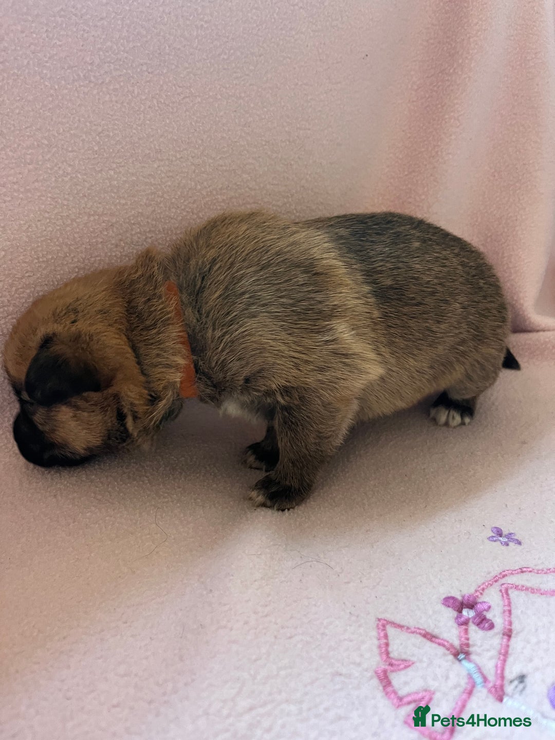 Mixed Breed dogs for sale: belgian malinois mix cross German shepherd  - Advert 12