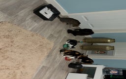 Maine Coon cats for sale: Maine coon x - Image 7