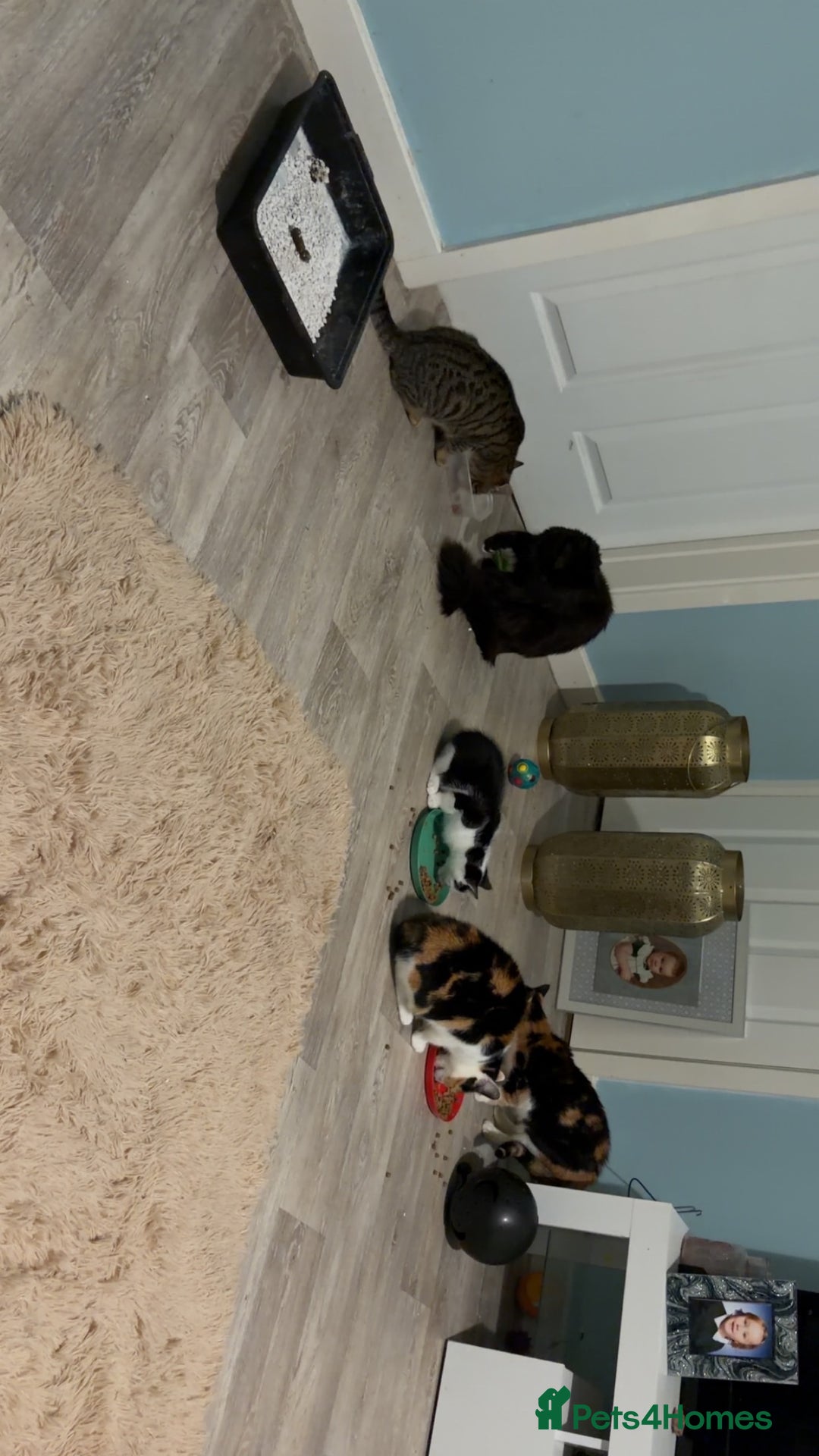 Maine Coon cats for sale: Maine coon x - Image 7