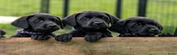 Labrador Retriever dogs for sale: READY TO LEAVE! 1 Black bitch 1 yellow dog left - Advert 1