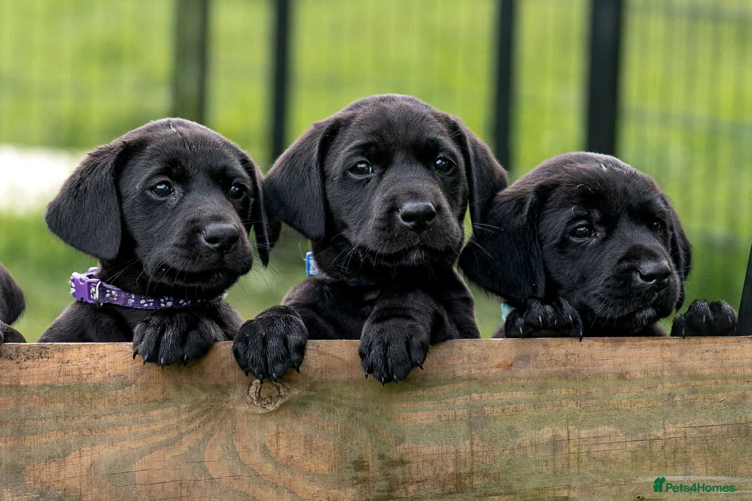 Labrador Retriever dogs for sale: READY TO LEAVE! 1 Black bitch 1 yellow dog left - Advert 1