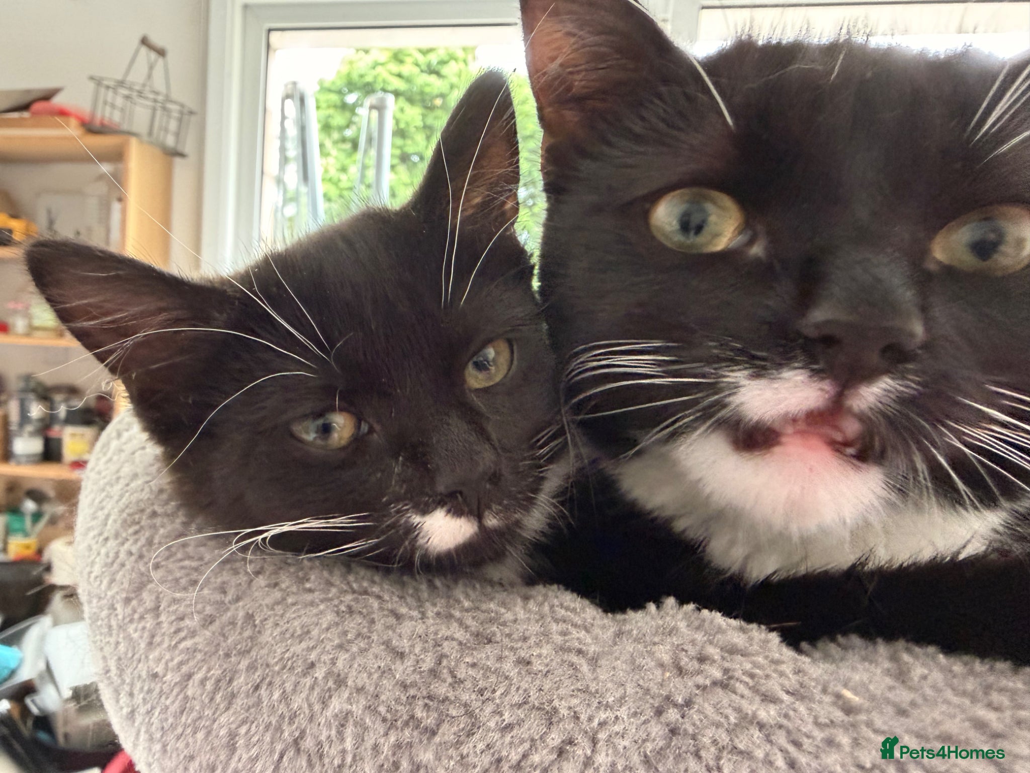 Mixed Breed cats for sale: Lovely girl kitten. Last of litter in Glasgow - Advert 1