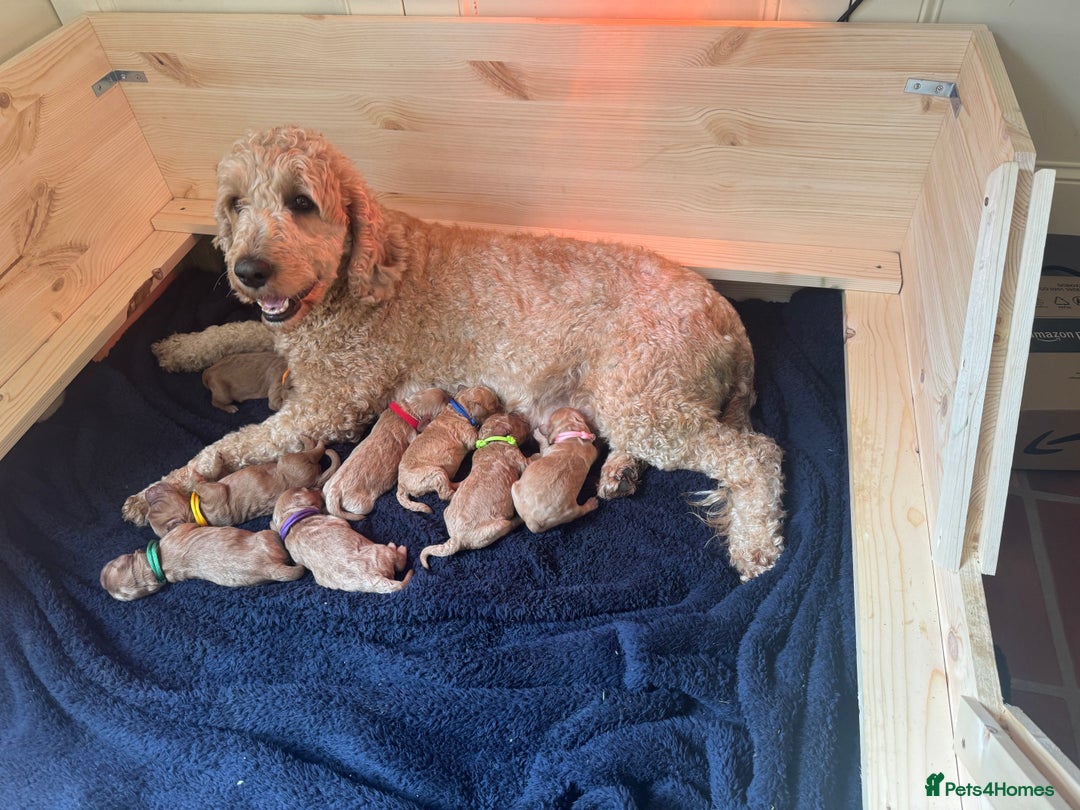 Mini Goldendoodle dogs for sale: Miniature Golden Doodles - Image 2