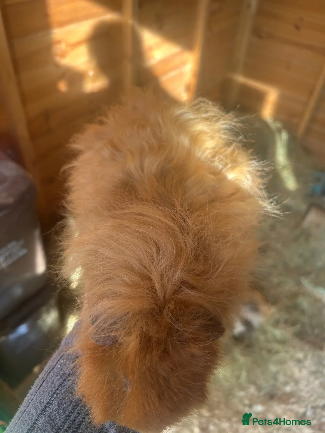 Guinea Pig rodents for sale: Male guinespigs  - Advert 12