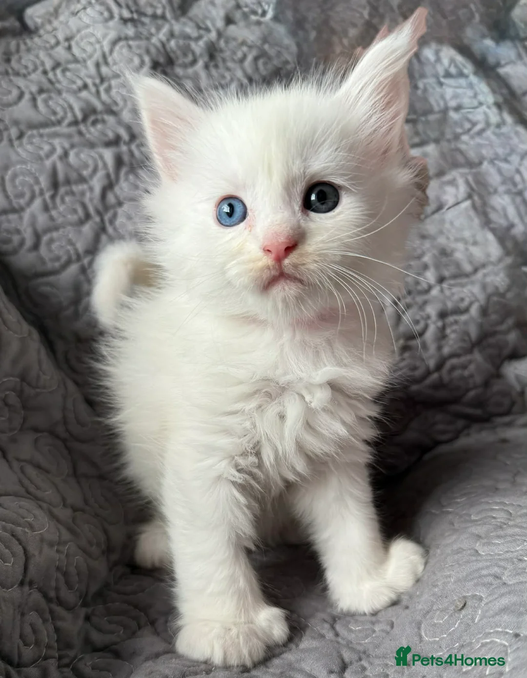 Maine Coon cats for sale: Stunning Polydactyl Maine Coon Kittens for Sale  - Advert 3