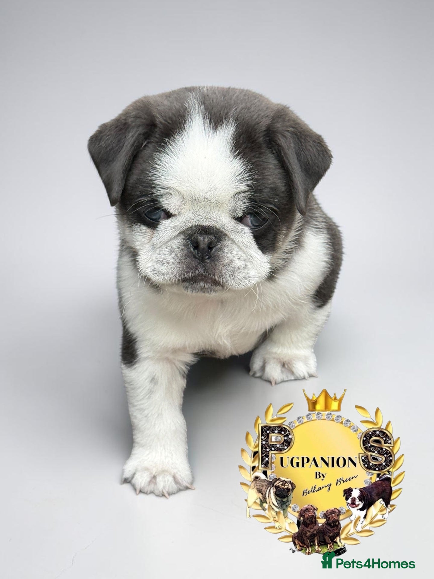 Pug dogs Kc pug puppies from a 5 star licensed breeder  - Advert 3