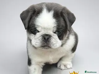 Pug dogs Kc pug puppies from a 5 star licensed breeder - Advert 3