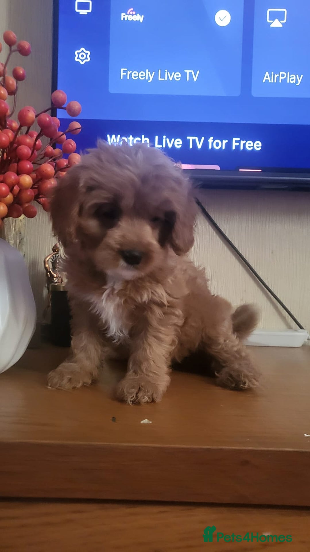 Cavapoo dogs for sale: Exquisite F1 Cavapoo Puppies - Advert 9