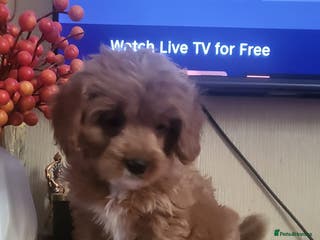Cavapoo dogs Exquisite F1 Cavapoo Puppies - Advert 4