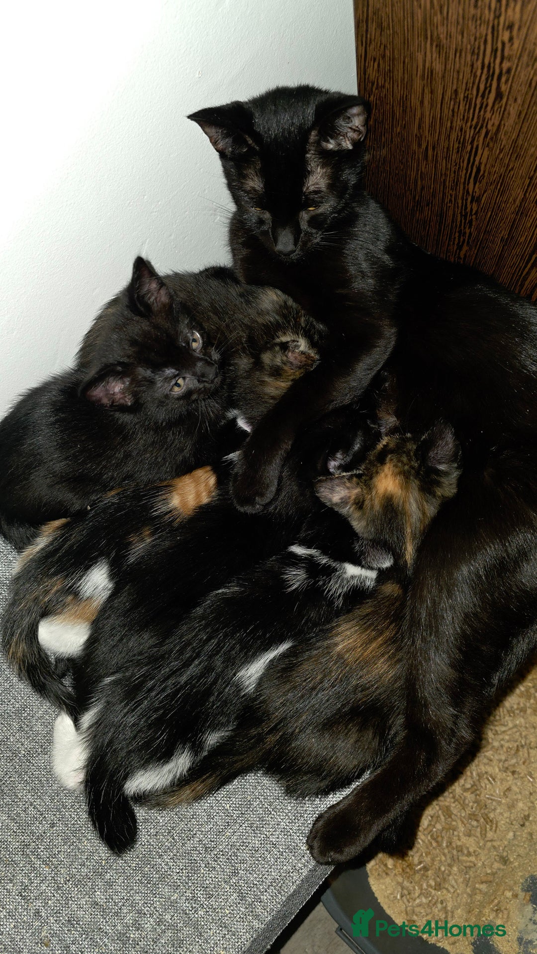 Bombay cats for sale: Black kitten - Advert 5