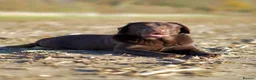 Labrador Retriever dogs for sale: Chocolate Stunning Female English Labrador 2yrs   - Advert 1