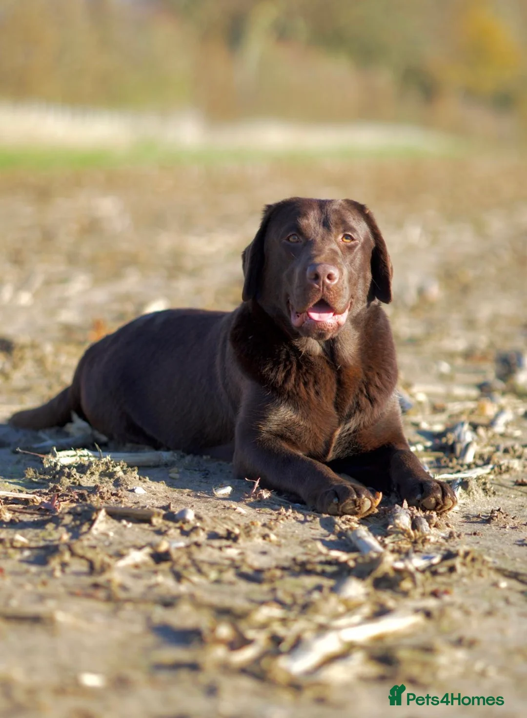 Labrador Retriever dogs for sale: Chocolate Stunning Female English Labrador 2yrs   - Advert 1