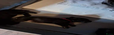 Cane Corso 6