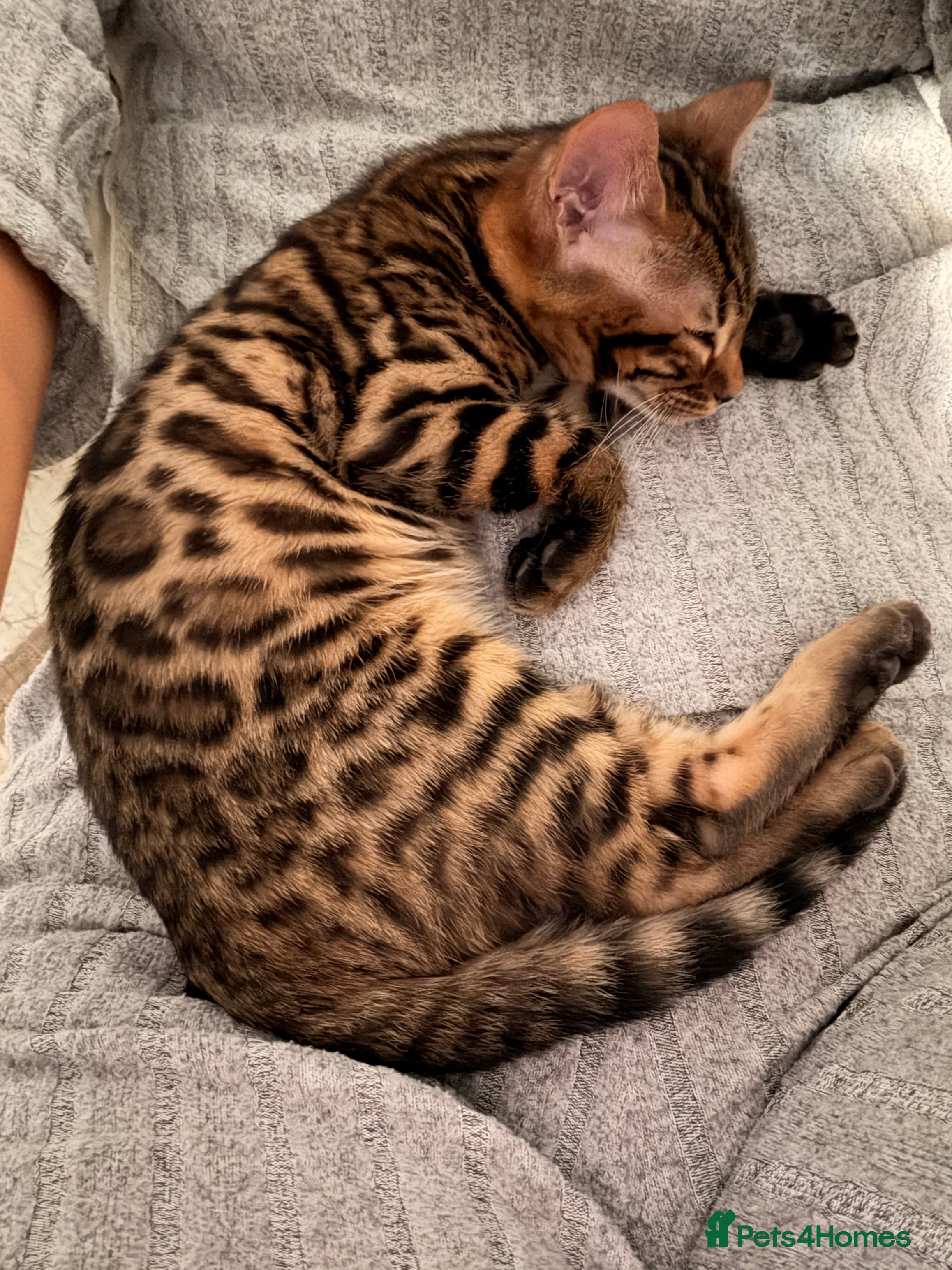 Bengal cats Adorable kittens for sale - Advert 2