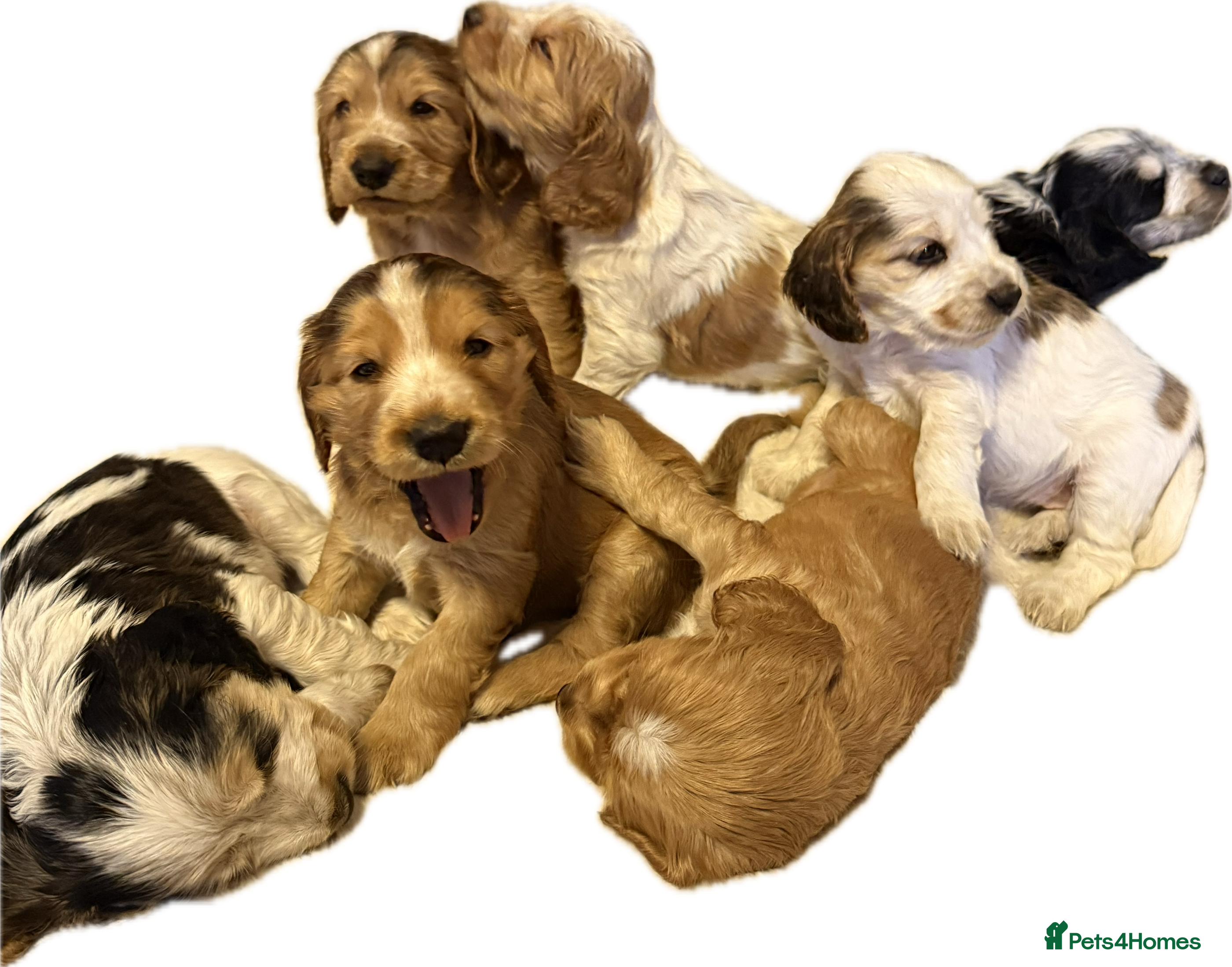 Cocker Spaniel dogs 5 Stunning Show Cocker Spaniel Pups  - Advert 1