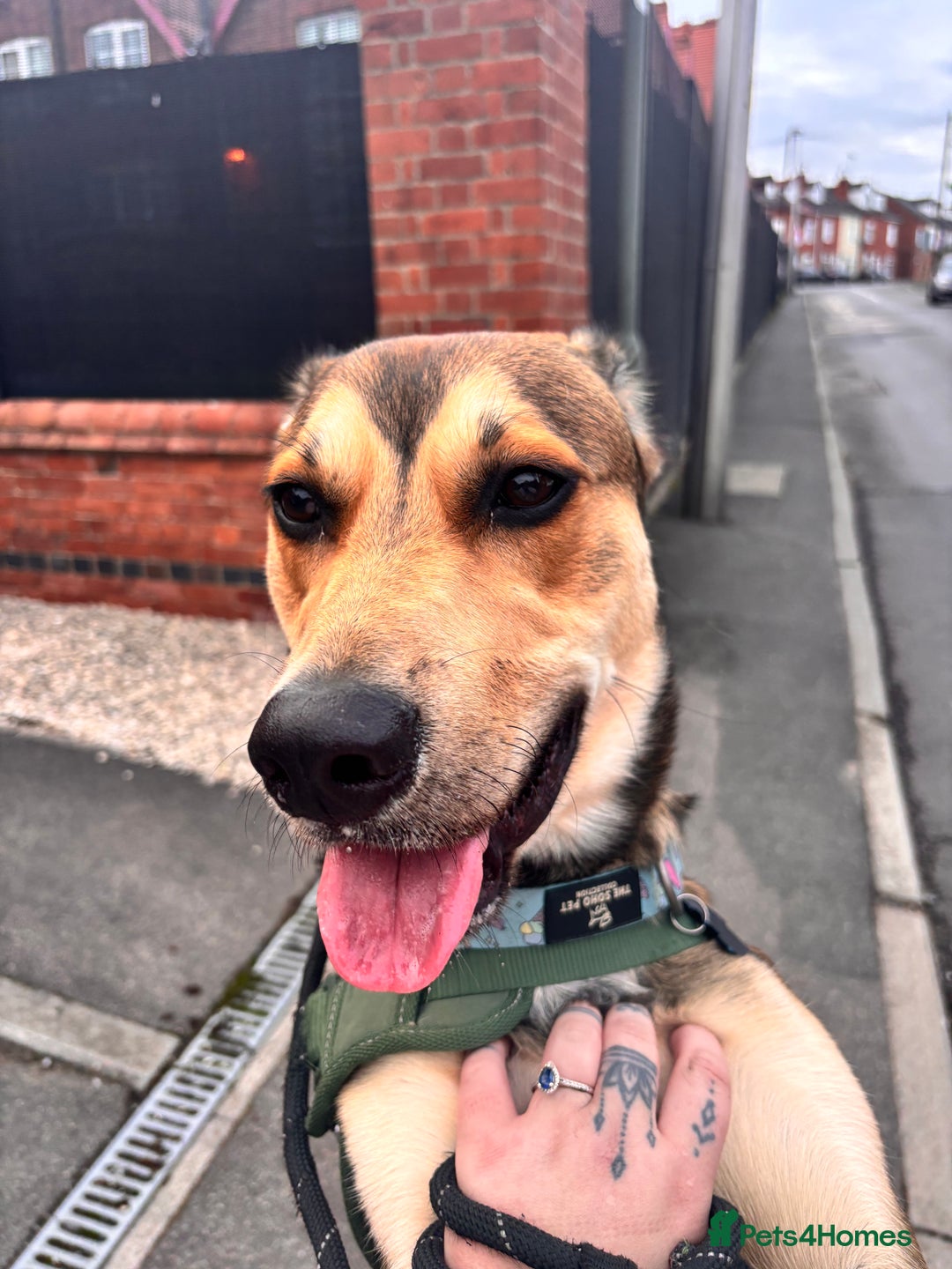 Mixed Breed dogs for sale: Ronnie  - Advert 8