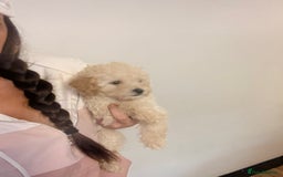 Cavapoo dogs for sale: Stunning Cavapoo puppies - Image 22