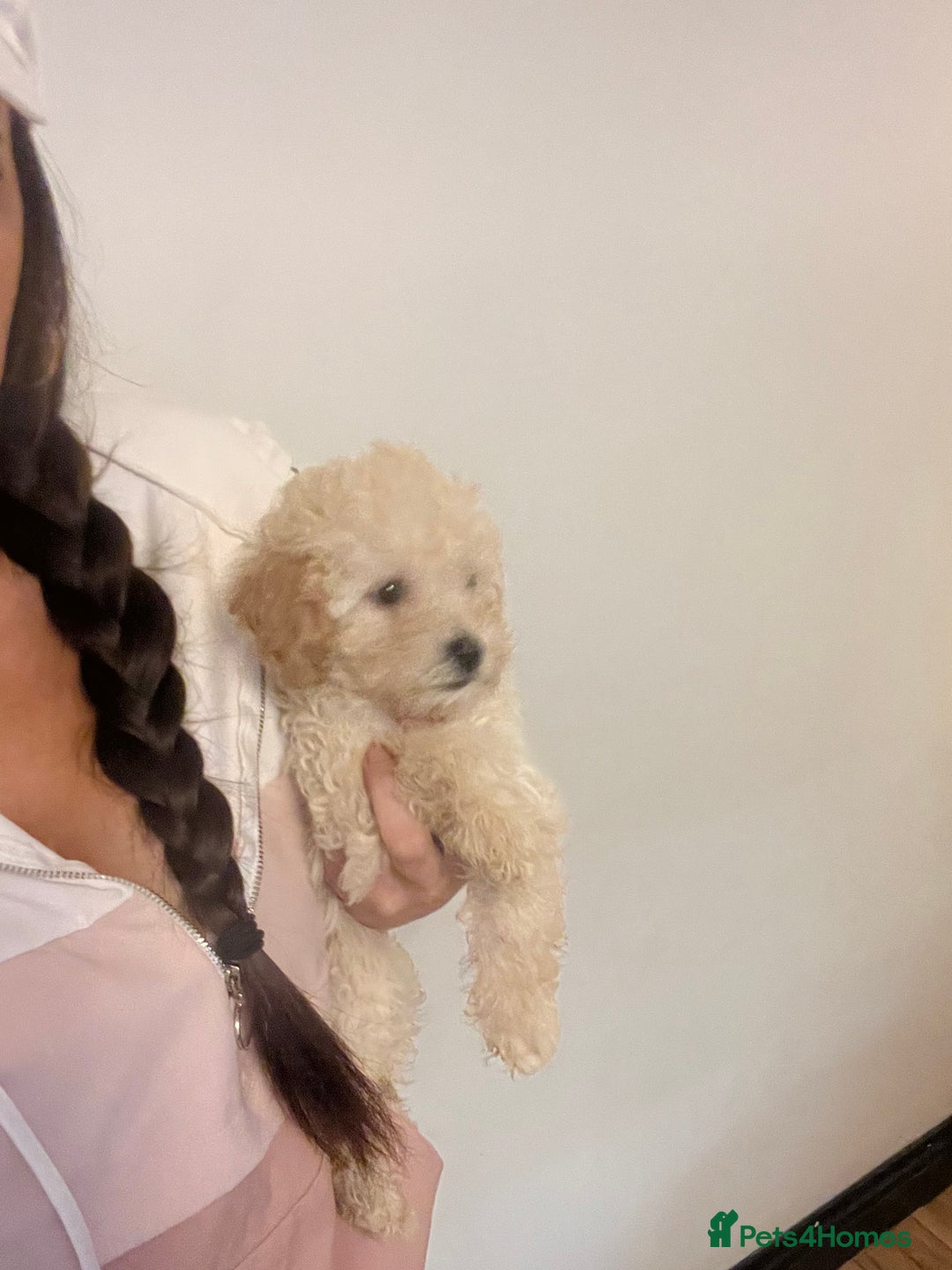 Cavapoo dogs for sale: Stunning Cavapoo puppies - Image 22