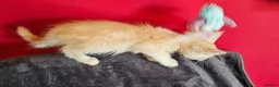 Maine Coon cats for sale: 2 stunning Mainecoon kittens  - Advert 10