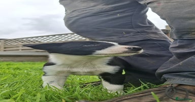 Border Collie dogs - Advert 9