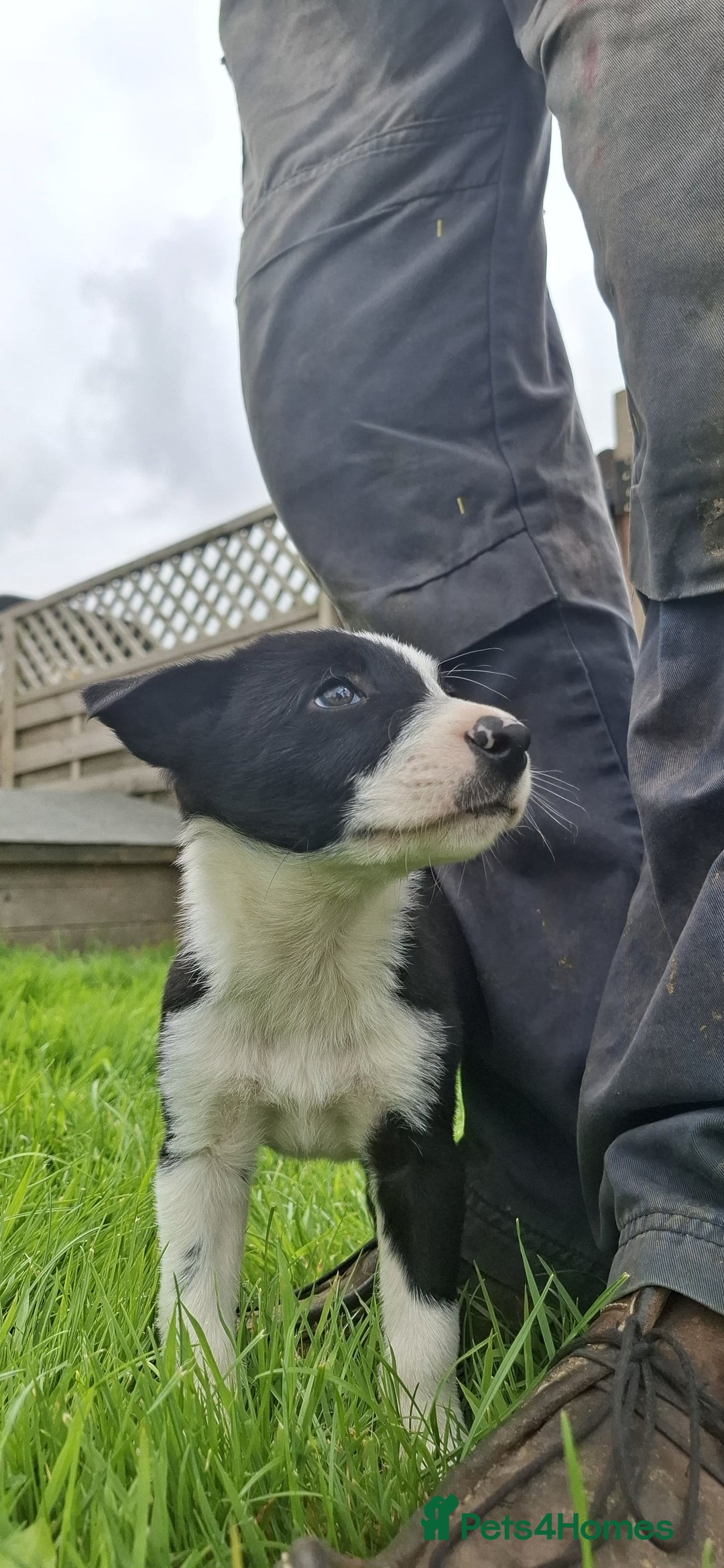 Border Collie dogs for sale: Border Collie Pups For Sale - Image 3
