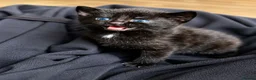 Bengal cats for sale: Bengal Kittens Looking for Their Forever Homes  - Advert 12