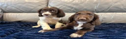 Cocker Spaniel dogs for sale: Cocker spaniel puppies ready now  - Advert 7