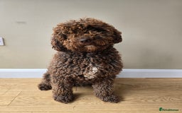 Spanish Water Dog dogs for sale: Female Spanish Water Dog - Image 1
