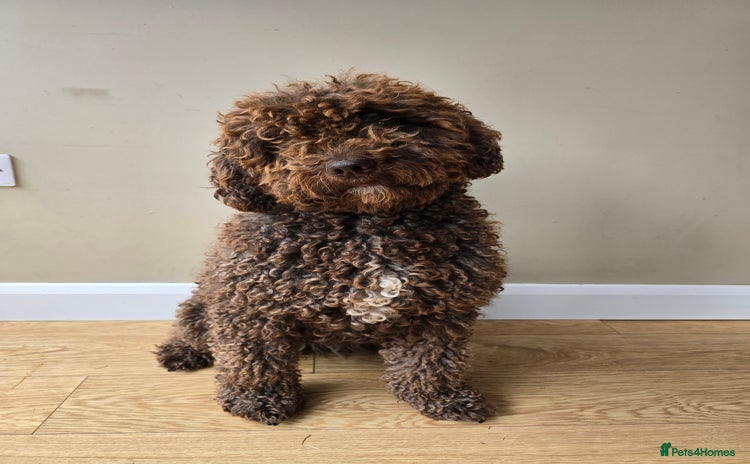 Spanish Water Dog dogs - Advert 1