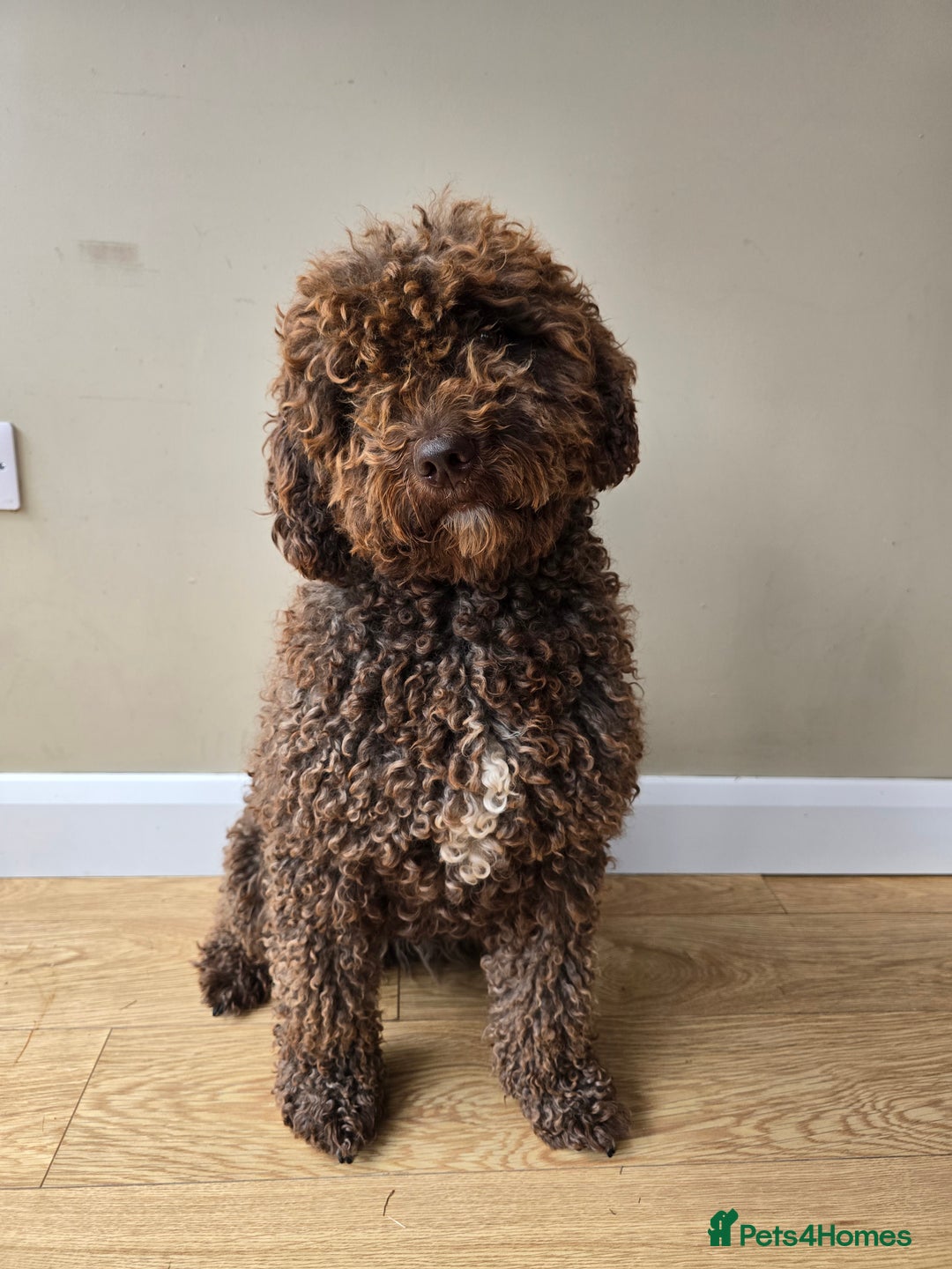 Spanish Water Dog dogs for sale: Female Spanish Water Dog - Image 1