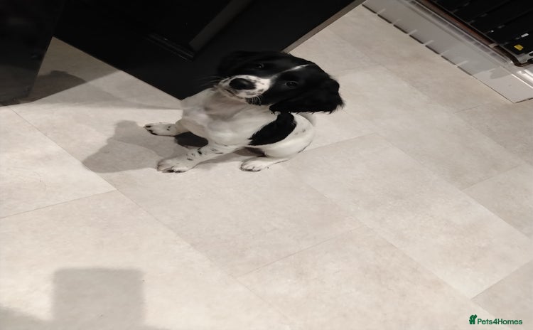 English Springer Spaniel dogs Kc registered springer spaniels £800 ready now - Advert 3