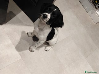English Springer Spaniel dogs Kc registered springer spaniels £800 ready now - Advert 4