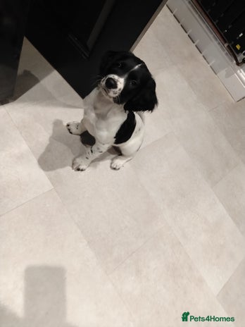 English Springer Spaniel dogs Kc registered springer spaniels £800 ready now - Advert 3