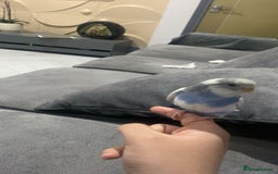 Budgerigars birds for sale: Tame female budgie need gone Asap  - Image 2