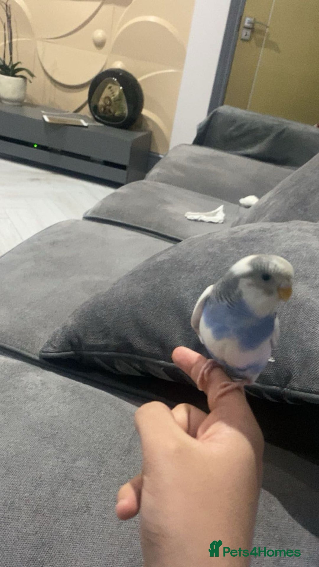 Budgerigars birds for sale: Tame female budgie need gone Asap  - Image 2