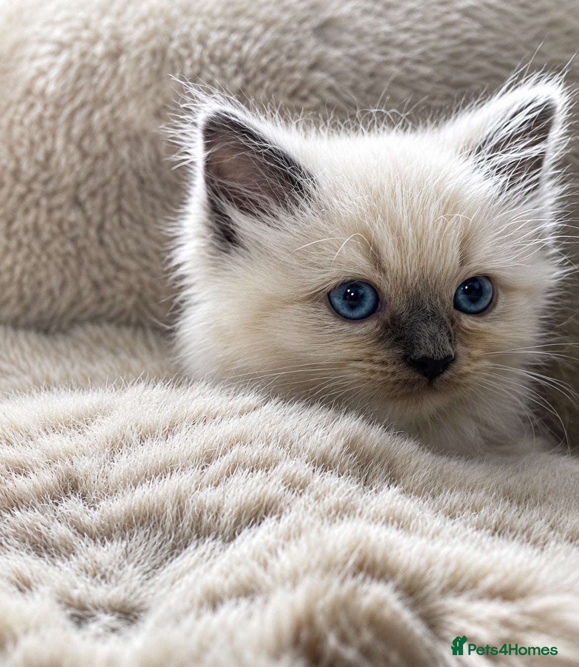 Ragdoll cats READY Sunday cute full ragdoll kittens 2 left - Advert 15