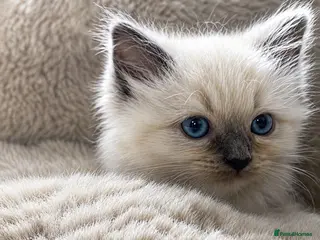 Ragdoll cats READY Sunday cute full ragdoll kittens 2 left - Advert 15