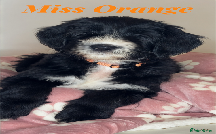 Mixed Breed dogs Adorable Sheepadoodle Puppies! - Advert 6